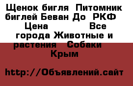 Щенок бигля. Питомник биглей Беван-До (РКФ) › Цена ­ 20 000 - Все города Животные и растения » Собаки   . Крым